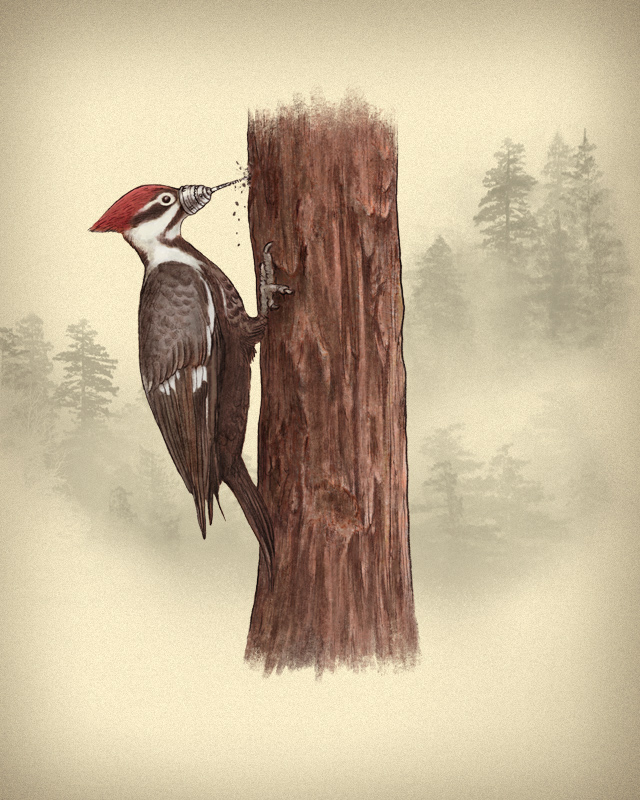 Practical Woodpecker Practical Woodpecker